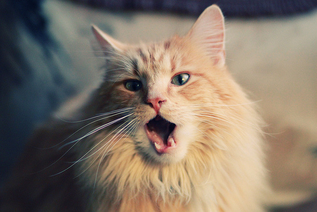 “历史经典:百年篮球的伟大时刻不容错过”,篮球的历史有多久