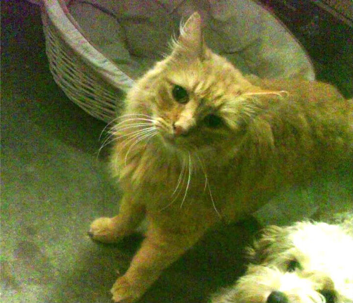 世界沙滩排球锦标赛,碧海蓝天中竞技热潮,世界沙滩排球锦标赛中每队上场选手人数为