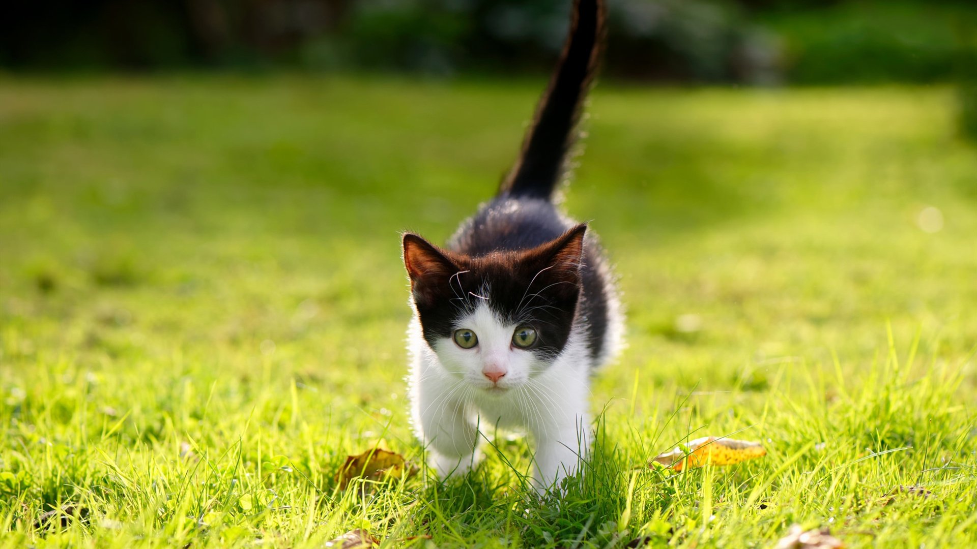 伊朗女足获评“冬奥最佳技术球队”,伊朗有女选手参加奥运会吗