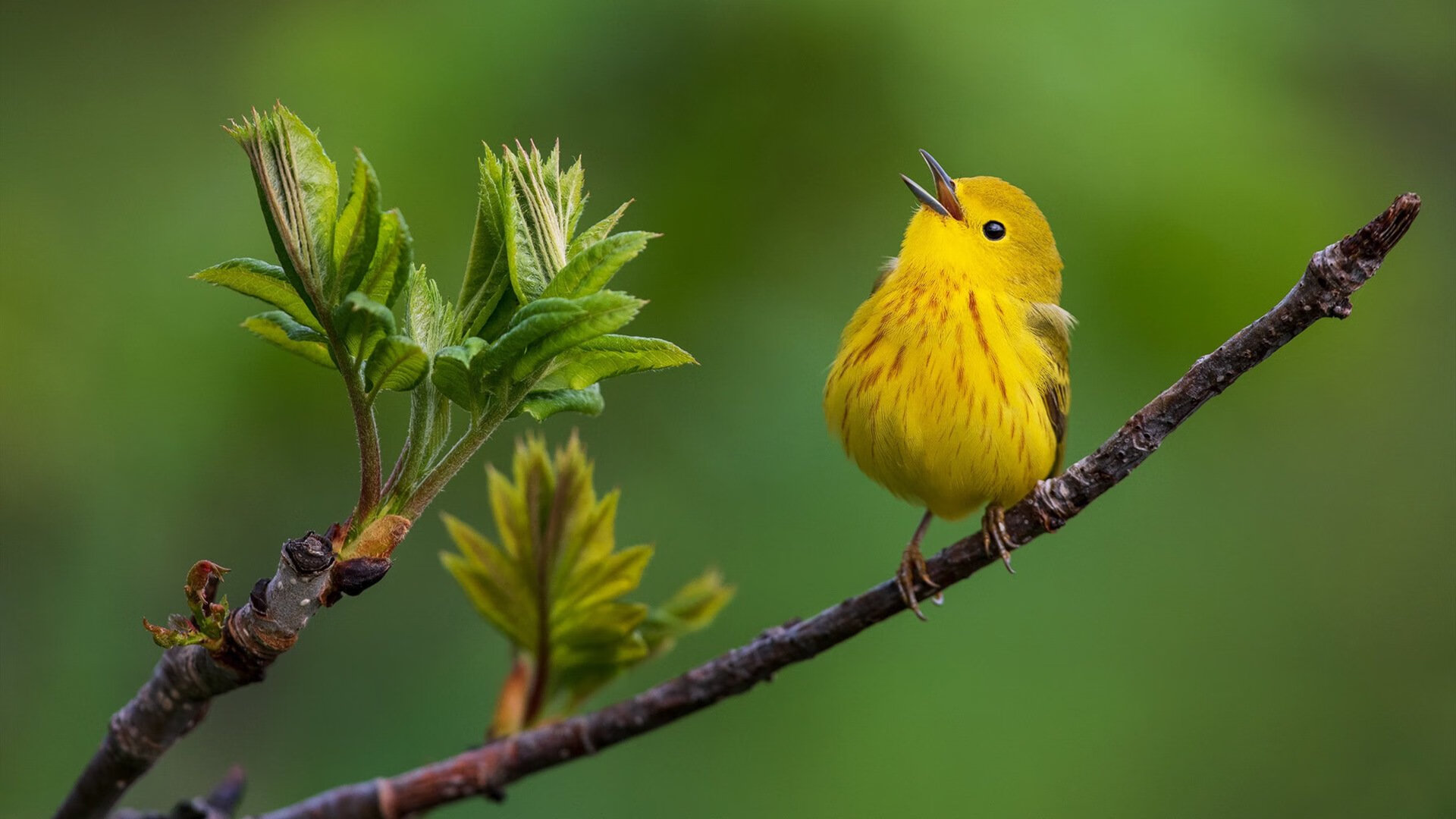 传奇队伍的“黄金时代”：那些不可复制的阵容组合，传奇各组合分析