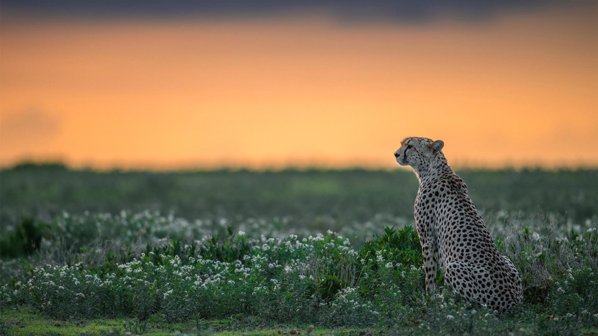 传奇教练的“战术思想”深度解读:从战术大师到文化领袖,足球教练战术大师