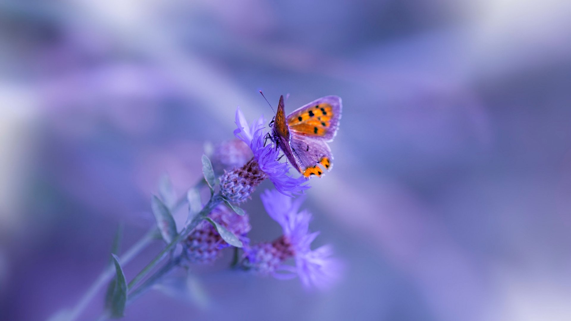 团队协作:北京队助攻高达24次,整体配合堪称典范!,北京队比赛