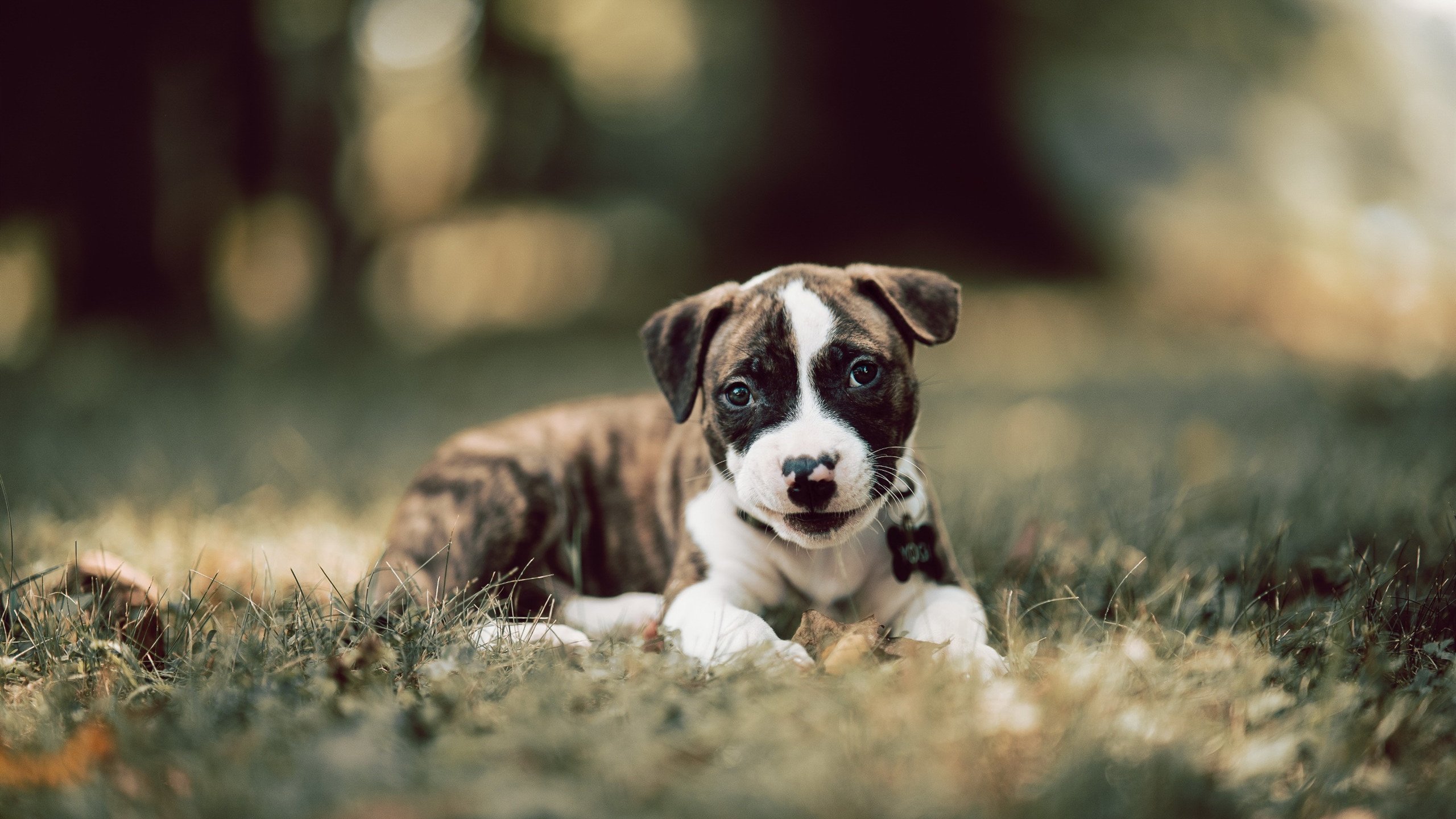 国际拳击联合会举办裁判培训班,提升执裁水平,国际拳击联盟