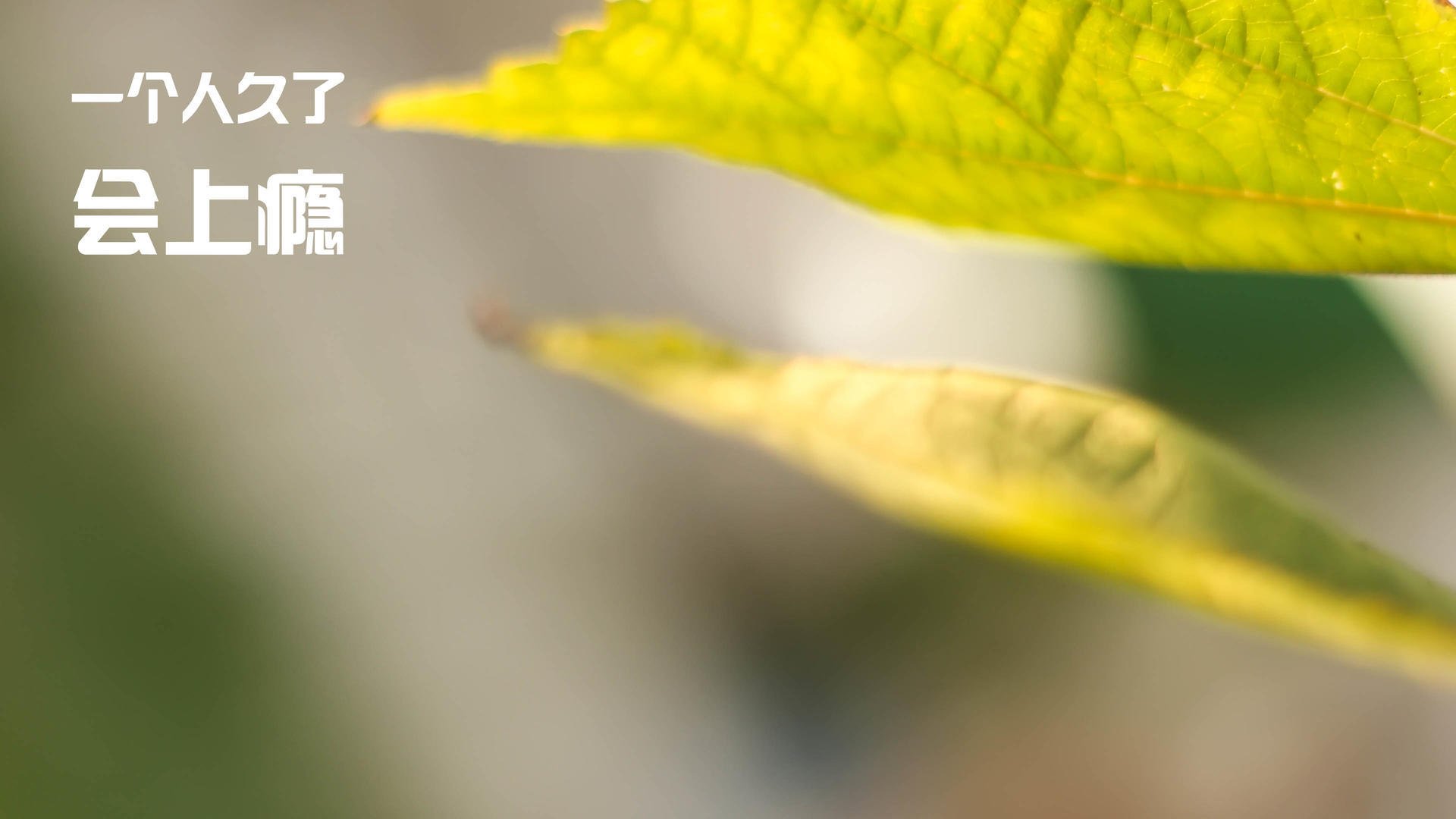 女子足球联赛冠军争夺激烈,赛季进入决胜阶段,2021女子足球联赛