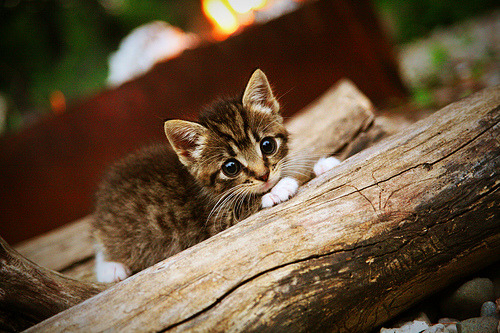 开云·体育官网APP下载-巴黎签下一名世界级中场，阵容更上一层楼，巴黎中场核心