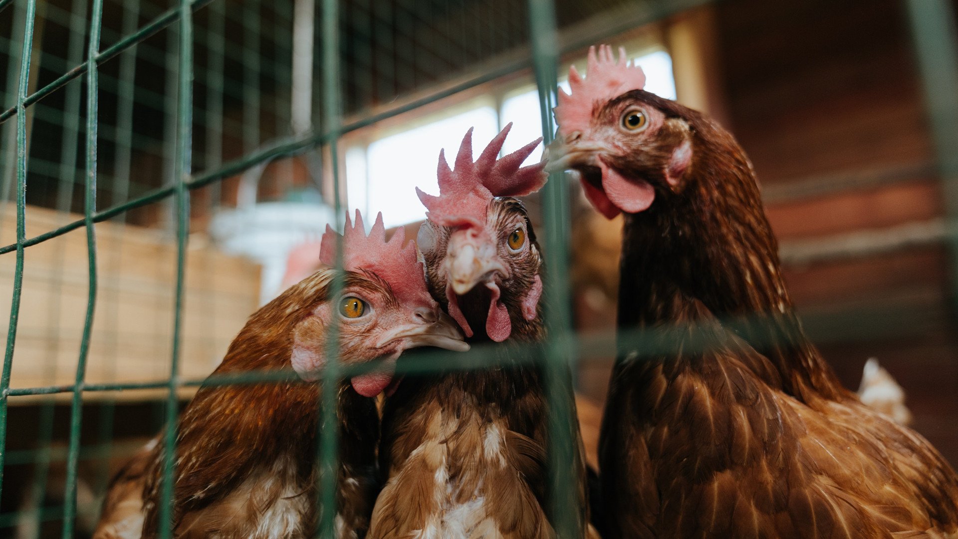 黄蜂与高校合作开设“篮球裁判实训课程”,黄蜂球场