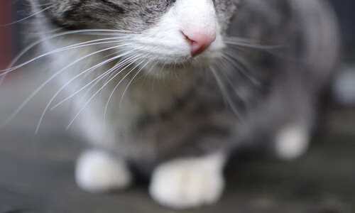 KPL联赛推广科学训练技术,提升竞技水平,kpl训练内容