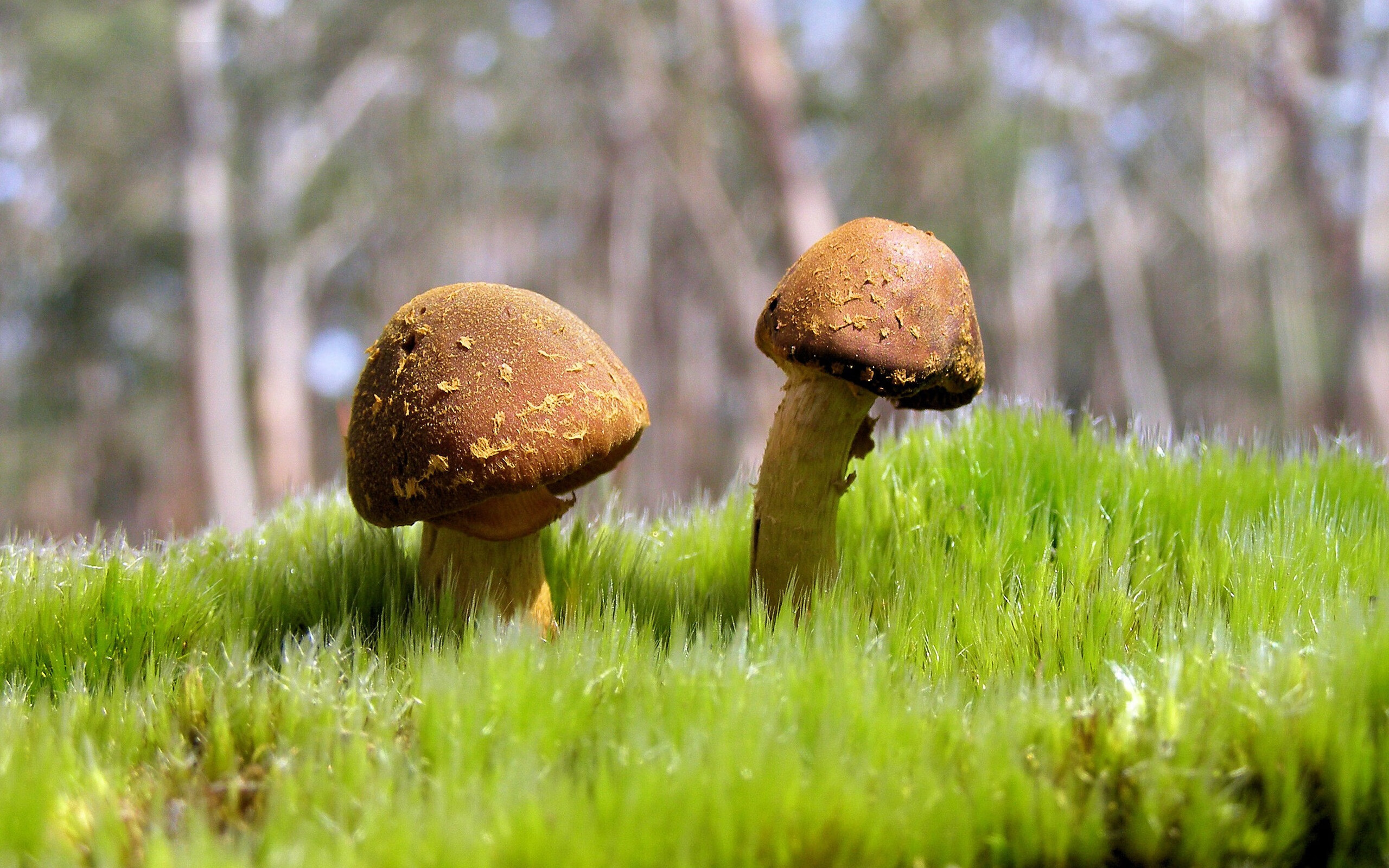 TL选手分享世界赛舞台经验,lpl世界赛选拔赛