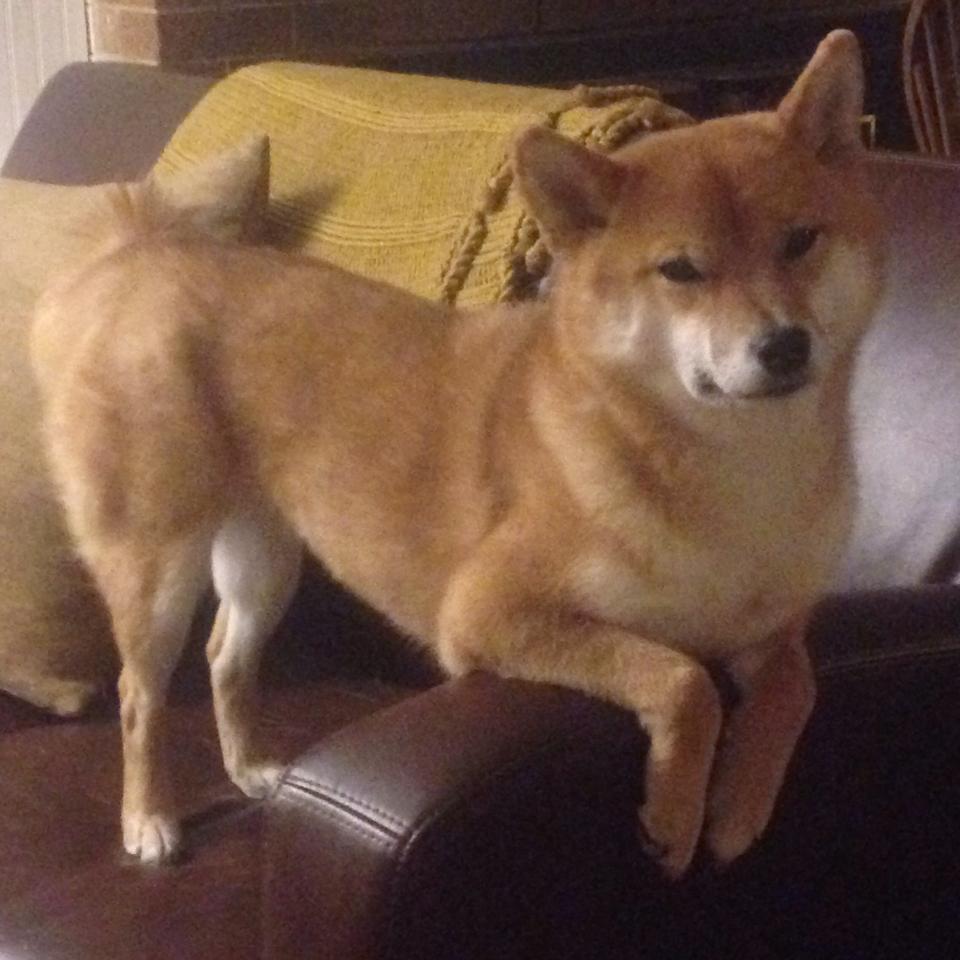 克罗地亚国家队奋勇作战,实现胜利,克罗地亚国家队最新大名单