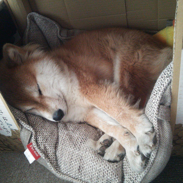 勒沃库森球队客场逆袭,大胜强敌领跑积分榜,勒沃库森球队图片